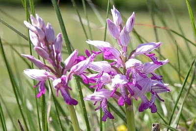 PELOUSE DE LA COTE DU MOULIN