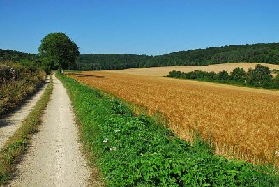 MARAIS DE LA COMBE DES RIOTS