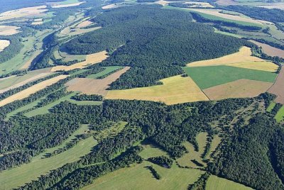 BOIS DE CHATEAU-LION
