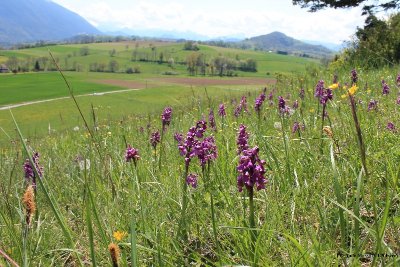PELOUSE SECHE DES ANCIENNES LAVIERES