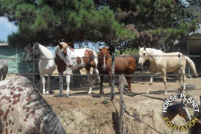 Horse Planet Equitation