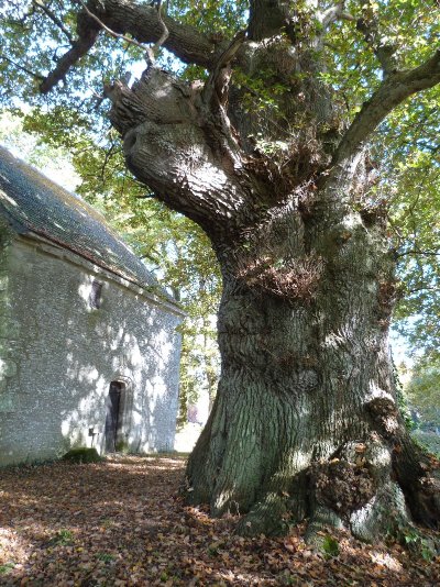 Arbre remarquable Chêne pédonculé
