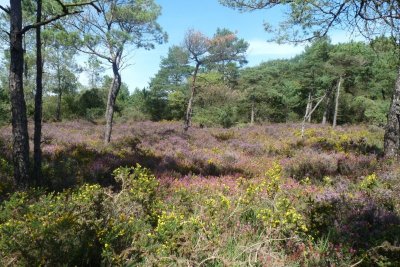 Les landes de Langazel