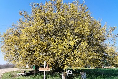 LE CORNOUILLER MALE DE LA FERME D'ANGOULEVANT