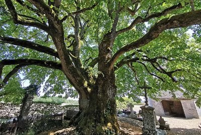 TILLEUL "SULLY" DE L'EGLISE D'AUBIGNY