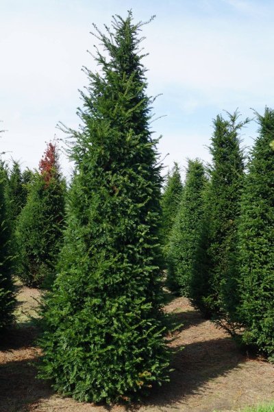 If (Taxus baccata) - 450 ans