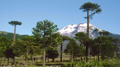 Araucaria (Araucaria araucana) - 160 ans