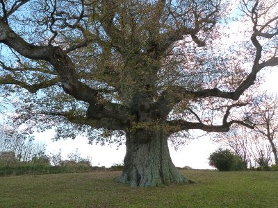 Chêne pédonculé (Quercus robur) à Hénanbihen
