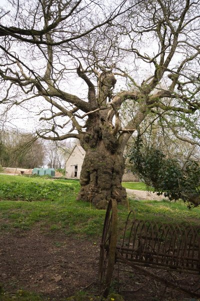 Arbre remarquable, buis
