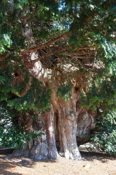 If (Taxus baccata) - 350 à 500 ans
