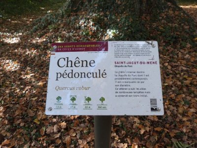 Chêne pédonculé (Quercus robur) - 360 ans