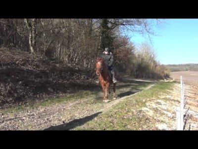 Centre équestre Champ' A Cheval
