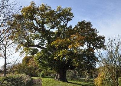 Chêne pédonculé (Quercus robur) - 350 à 400 ans