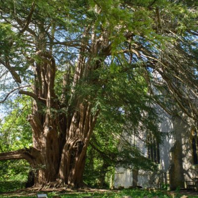 If (Taxus baccata) - env. 1000 ans